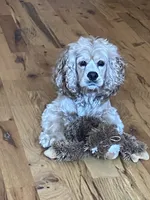 Logan, a male Cocker Spaniel for sale in Bonaire, GA – 1 of 6