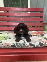 Captain, a male Cocker Spaniel for sale in Caneyville, KY – 3 of 5