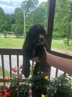 Captain, a male Cocker Spaniel for sale in Caneyville, KY – 1 of 5