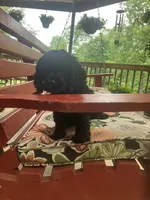 Survivor , a male Cocker Spaniel for sale in Caneyville, KY – 4 of 6