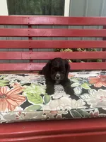 Captain, a male Cocker Spaniel for sale in Caneyville, KY – 4 of 5