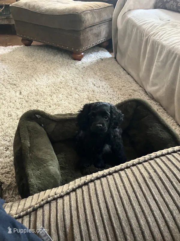 Jane – Cocker Spaniel puppy for sale in Caneyville, KY