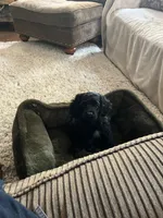 Jane, a female Cocker Spaniel for sale in Caneyville, KY – 2 of 4