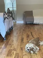 Logan, a male Cocker Spaniel for sale in Bonaire, GA – 2 of 6