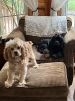 Logan, a male Cocker Spaniel for sale in Bonaire, GA – 6 of 6