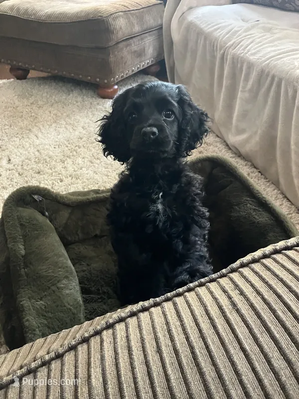 Jane – Cocker Spaniel puppy for sale in Caneyville, KY