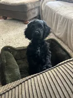 Jane, a female Cocker Spaniel for sale in Caneyville, KY – 1 of 4