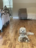 Logan, a male Cocker Spaniel for sale in Bonaire, GA – 3 of 6