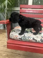 Survivor , a male Cocker Spaniel for sale in Caneyville, KY – 2 of 6