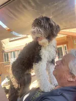 Five, a male Portuguese Water Dog for sale in Park City, UT – 1 of 9