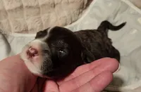 processed/bb732a2f-40db-4bcf-ab48-1308269e4e85/listing/5bd322e8-7be4-4bb6-bc4c-93b7583d92b8/63b14ce0-90fb-4fae-8443-d4d4aec45dfc