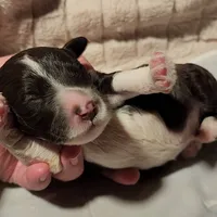 Five, a male Portuguese Water Dog for sale in Park City, UT – Photo 8 of 10