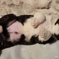 Five, a male Portuguese Water Dog for sale in Park City, UT – Photo 10 of 10