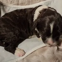 Five, a male Portuguese Water Dog for sale in Park City, UT – Photo 9 of 10