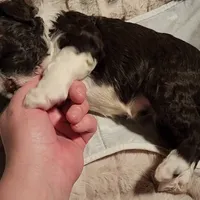 Five, a male Portuguese Water Dog for sale in Park City, UT – Photo 6 of 10