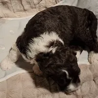 Five, a male Portuguese Water Dog for sale in Park City, UT – Photo 7 of 10