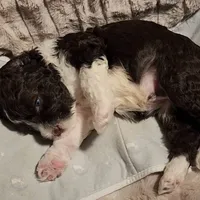 Five, a male Portuguese Water Dog for sale in Park City, UT – Photo 4 of 10