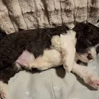 Five, a male Portuguese Water Dog for sale in Park City, UT – Photo 5 of 10