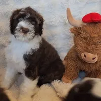 Five, a male Portuguese Water Dog for sale in Park City, UT – Photo 2 of 10