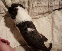 processed/bb732a2f-40db-4bcf-ab48-1308269e4e85/listing/65f50bff-0479-4dda-b015-786c34b5b225/9724f4eb-78f3-44a0-98cc-9862e465c532