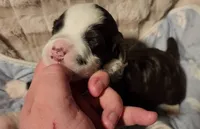 Nine, a male Portuguese Water Dog for sale in Park City, UT – Photo 9 of 10
