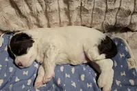 processed/bb732a2f-40db-4bcf-ab48-1308269e4e85/listing/c97018b3-4f5f-42e6-a3c6-669e04fce399/0c7b5fda-d649-4947-aab9-838c9cffa90b