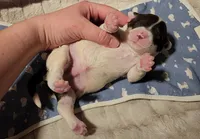 processed/bb732a2f-40db-4bcf-ab48-1308269e4e85/listing/c97018b3-4f5f-42e6-a3c6-669e04fce399/8327368e-6154-4402-a34d-f241b856ea4c