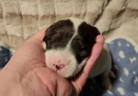 processed/bb732a2f-40db-4bcf-ab48-1308269e4e85/listing/c97018b3-4f5f-42e6-a3c6-669e04fce399/bd85b3ce-39d0-4924-996e-fc0295f4c918