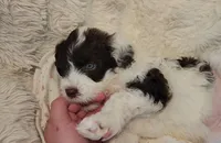 Twelve, a female Portuguese Water Dog for sale in Park City, UT – Photo 8 of 9