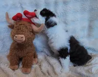 Twelve, a female Portuguese Water Dog for sale in Park City, UT – Photo 3 of 9