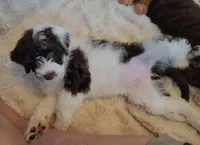 Twelve, a female Portuguese Water Dog for sale in Park City, UT – Photo 6 of 9