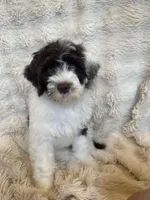 Twelve, a female Portuguese Water Dog for sale in Park City, UT – Photo 9 of 9