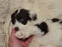 Twelve, a female Portuguese Water Dog for sale in Park City, UT – Photo 7 of 9