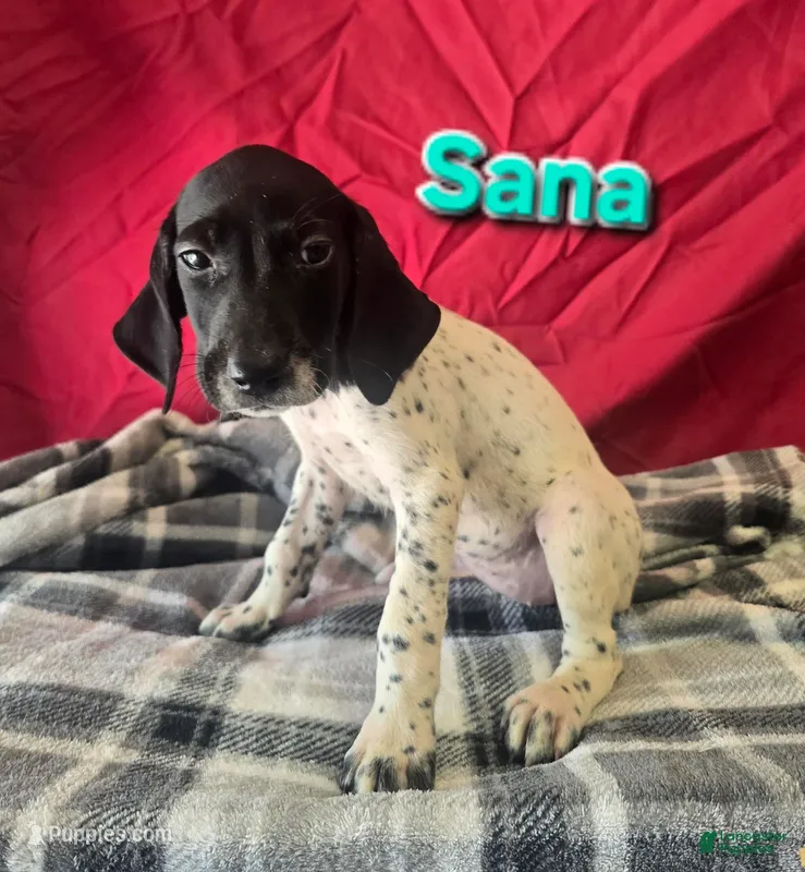 Sana – German Shorthaired Pointer puppy for sale in Scottsburg, IN