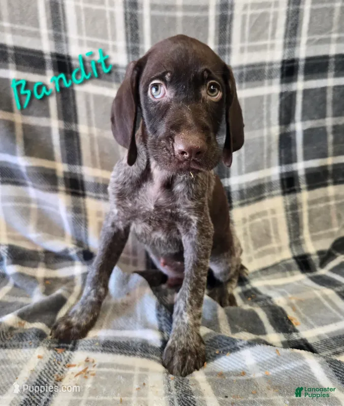 Bandit – German Wirehaired Pointer puppy for sale in Scottsburg, IN