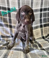 Bandit, a male German Wirehaired Pointer for sale in Scottsburg, IN – 1 of 1