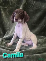 Camila, a female German Shorthaired Pointer for sale in Scottsburg, IN – 1 of 1