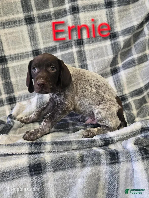 Ernie, a male German Shorthaired Pointer and German Wirehaired Pointer for sale in Scottsburg, IN – Photo 1 of 1