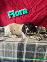 Flora, a female German Shorthaired Pointer for sale in Scottsburg, IN – 1 of 1