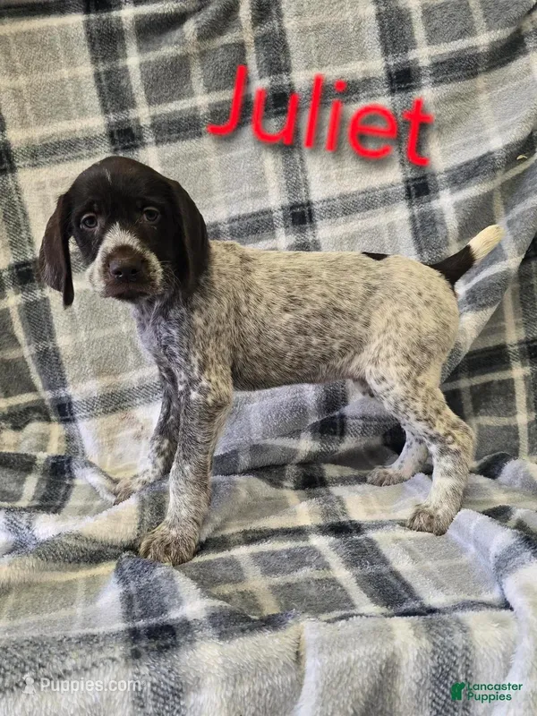 Juliet, a female German Shorthaired Pointer and German Wirehaired Pointer for sale in Scottsburg, IN – Photo 1 of 1
