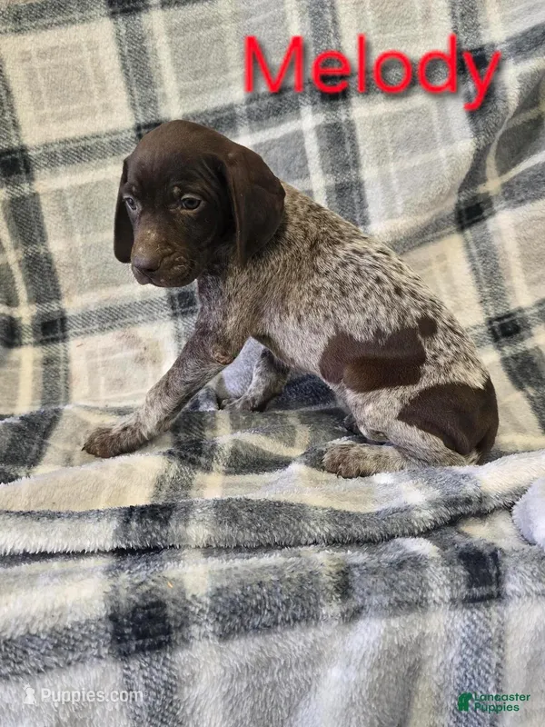 Melody, a female German Shorthaired Pointer and German Wirehaired Pointer for sale in Scottsburg, IN – Photo 1 of 1