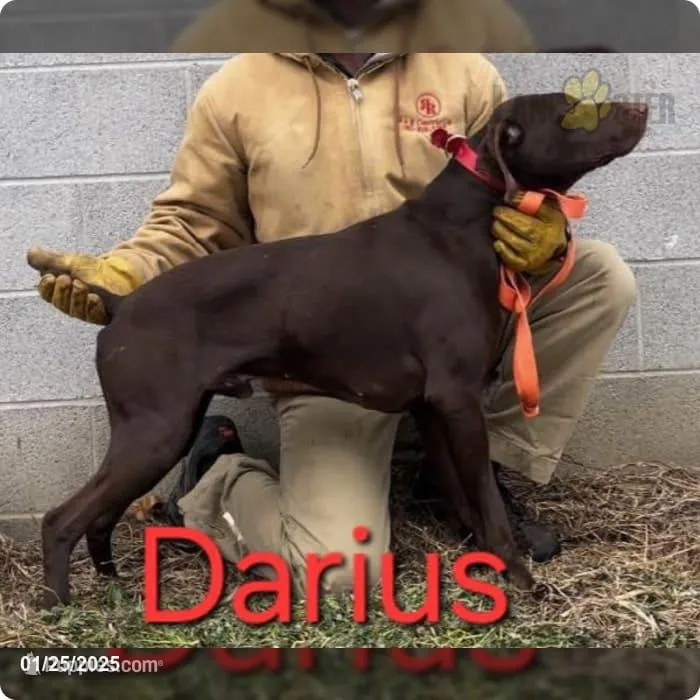 Darius – German Shorthaired Pointer puppy for sale in Scottsburg, IN
