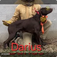 Darius, a male German Shorthaired Pointer for sale in Scottsburg, IN – 1 of 1