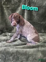 Bloom, a female German Shorthaired Pointer for sale in Scottsburg, IN – 1 of 1