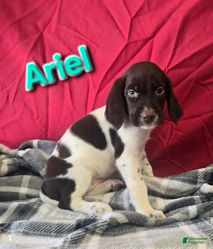 Ariel – German Wirehaired Pointer puppy for sale in Scottsburg, IN