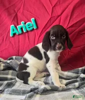 Ariel, a female German Wirehaired Pointer for sale in Scottsburg, IN – 1 of 1