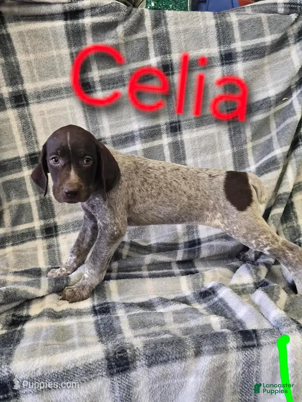 Celia, a female German Shorthaired Pointer and German Wirehaired Pointer for sale in Scottsburg, IN – Photo 1 of 1