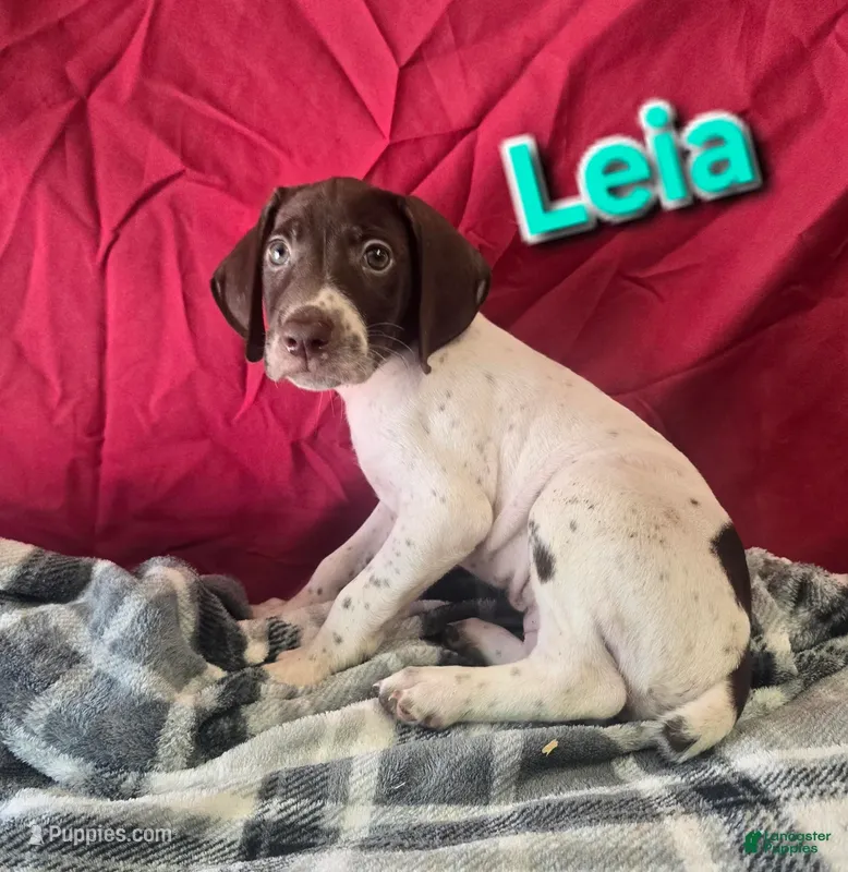 Leia – German Shorthaired Pointer puppy for sale in Scottsburg, IN