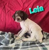 Leia, a female German Shorthaired Pointer for sale in Scottsburg, IN – 1 of 1