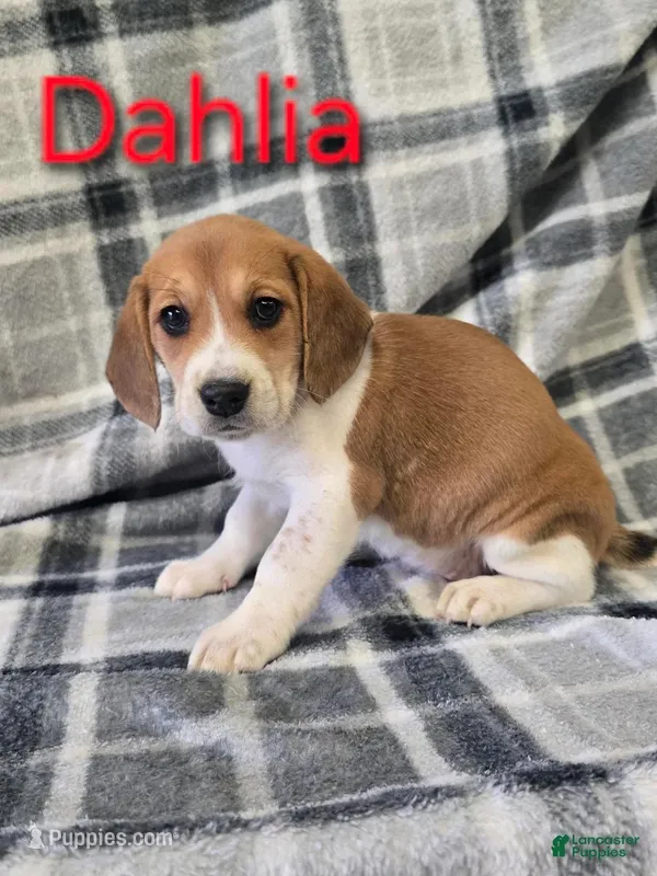 Dahlia, a female Beagle for sale in Scottsburg, IN – Photo 1 of 1